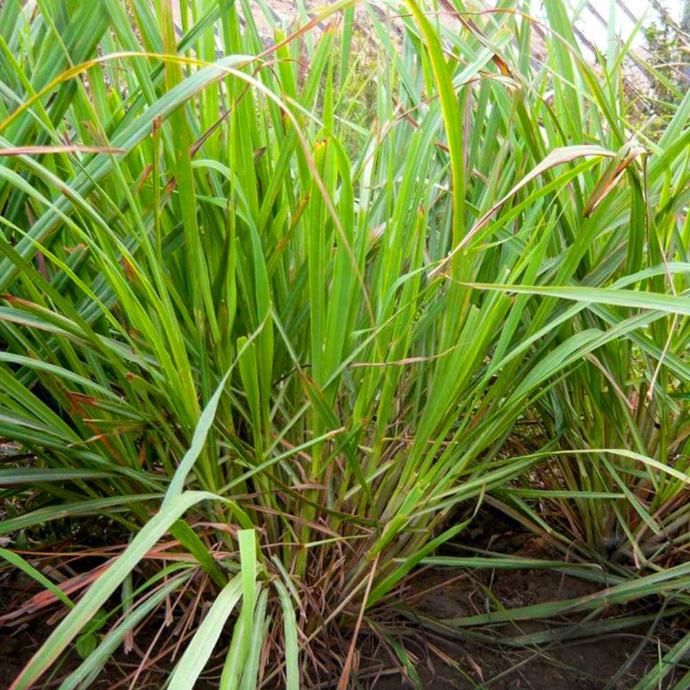 Ätherisches Lemongrassöl (Hierba Luisa) – 100 % naturrein & nachhaltig destilliert (10 ml)