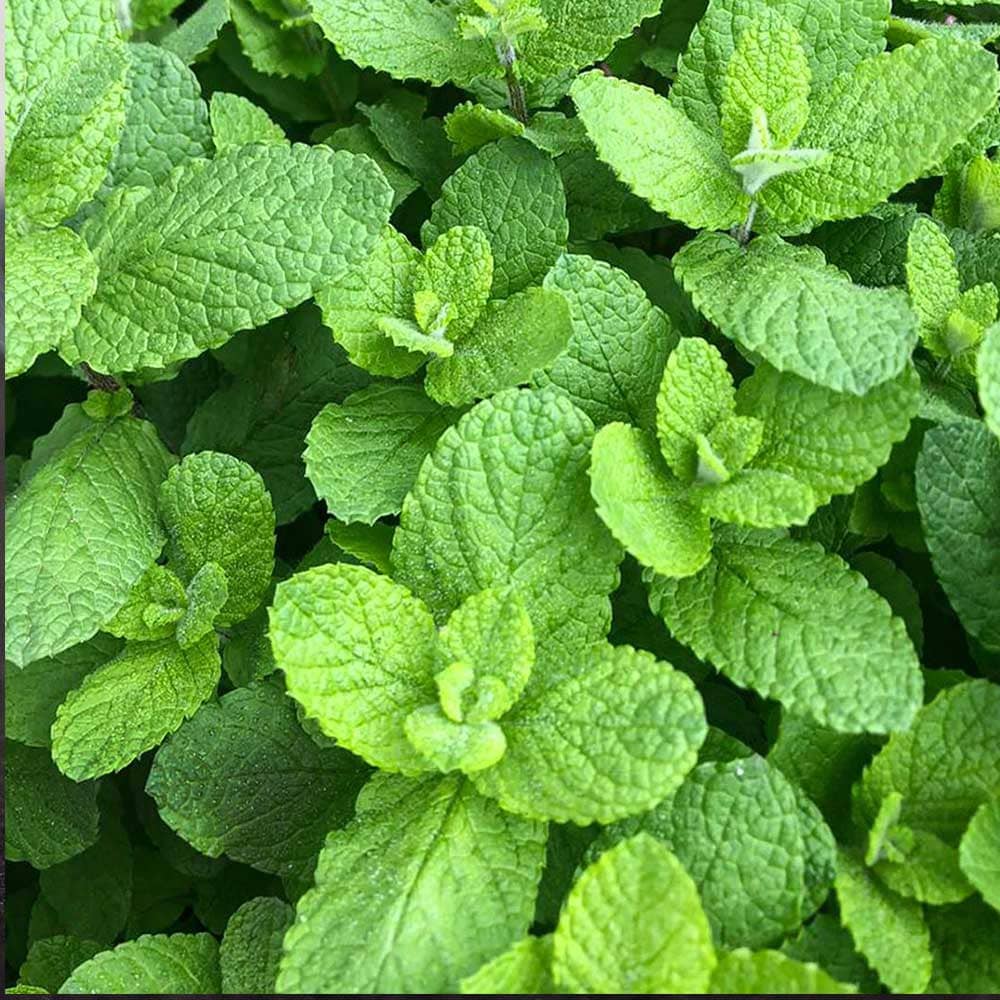 Ätherisches Muñaöl – 100 % naturrein & handwerklich destilliert (10 ml)